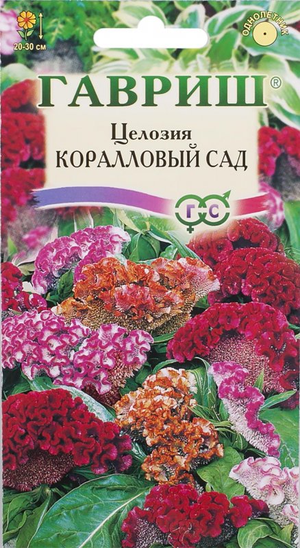 Целозия гребенчатая Гном