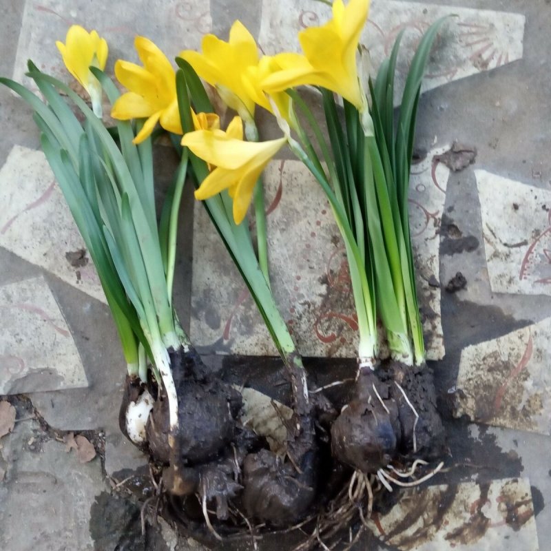 Луковицы Hyacinthus