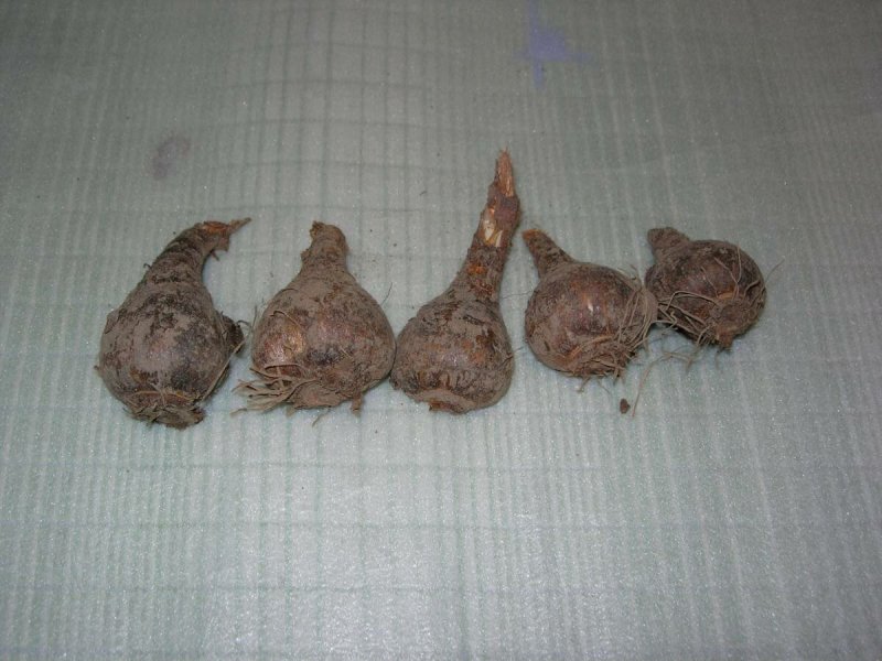 Нарциссы Форчуна