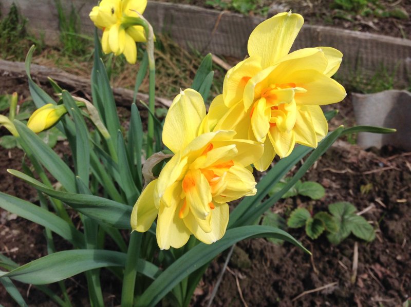 Narcissus Snow Frills