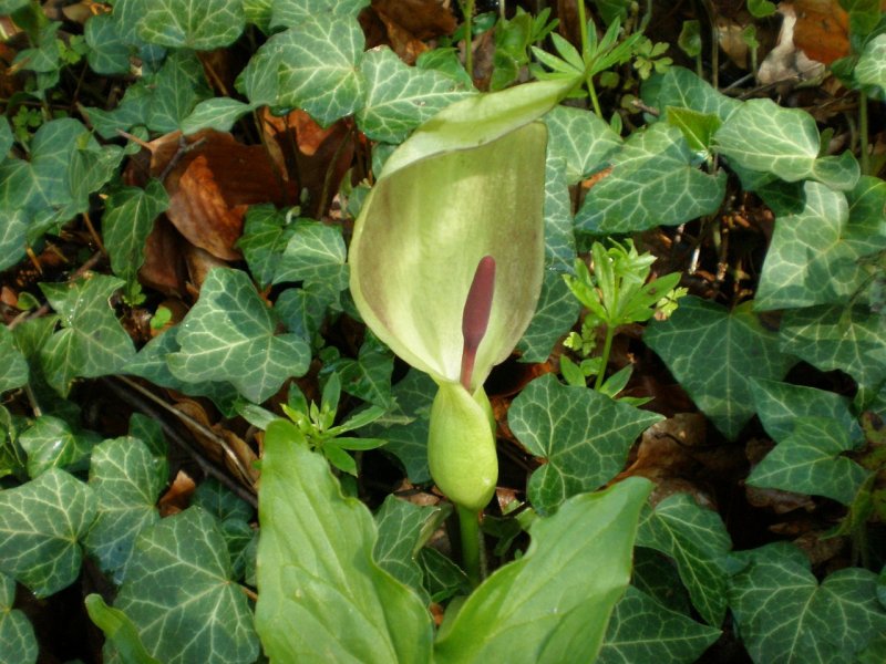 Аронник maculatum