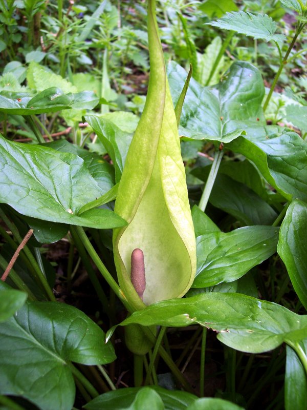 Аронник maculatum