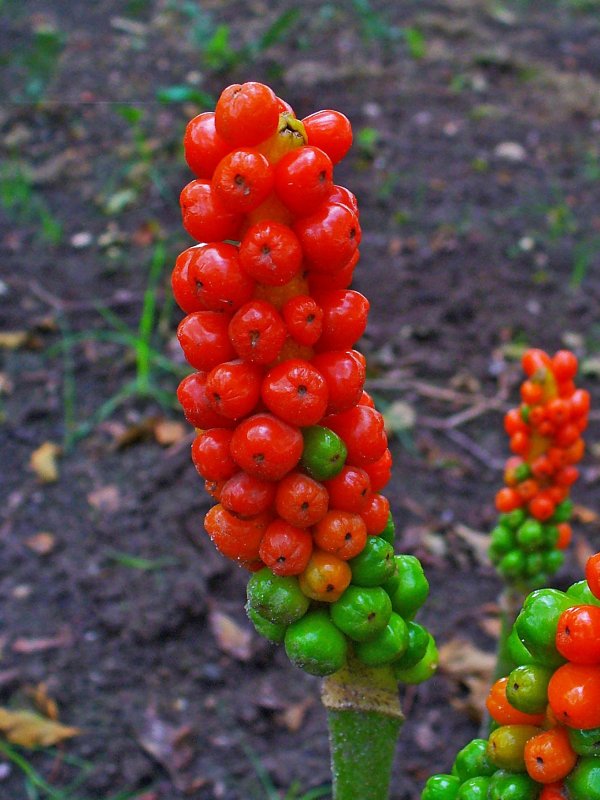 Аронник maculatum