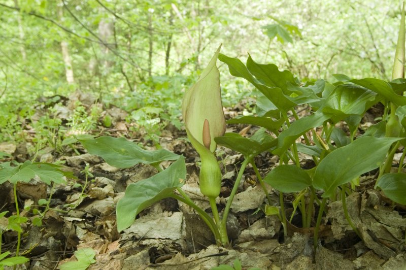 Arum maculatum Аронник пятнистый