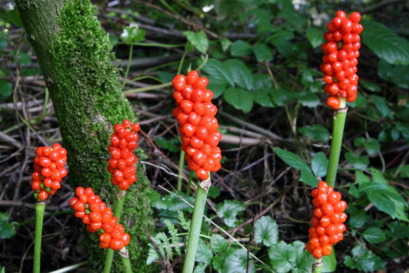Arum maculatum Аронник пятнистый
