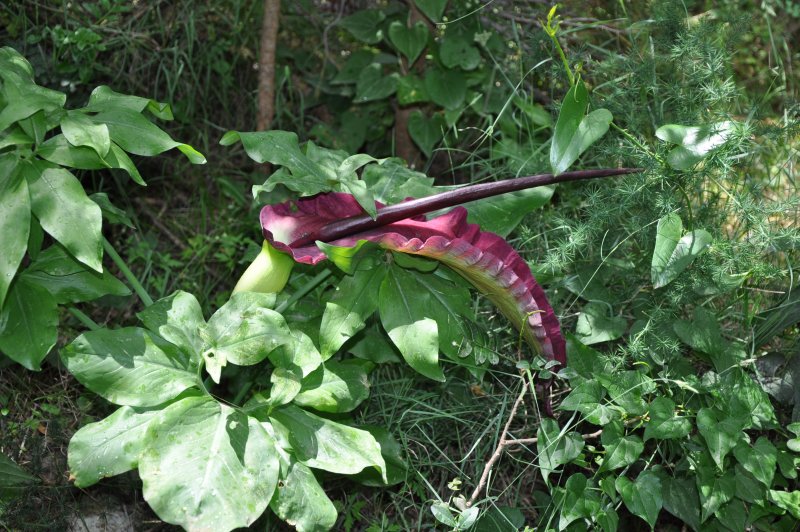 Аронник обыкновенный (dracunculus vulgaris)