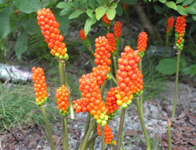 Аронник arum Italicum