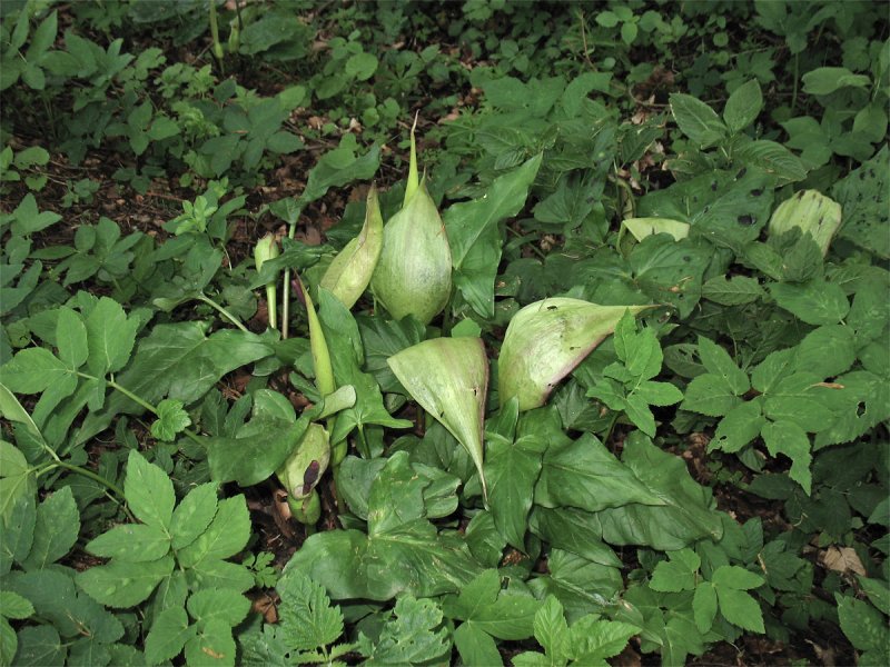Arum maculatum Аронник пятнистый