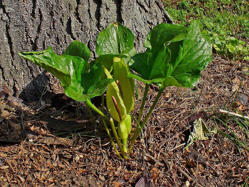 Аронник maculatum
