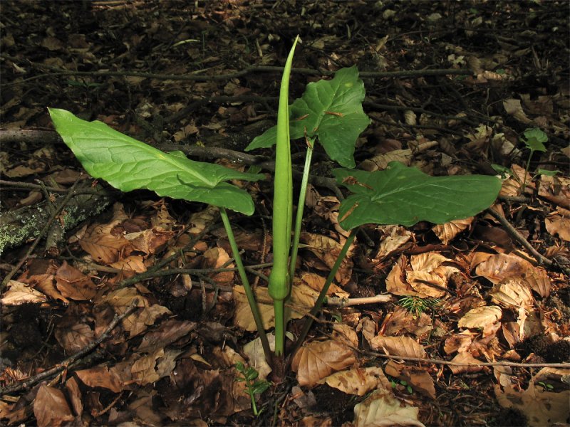 Arum maculatum растение