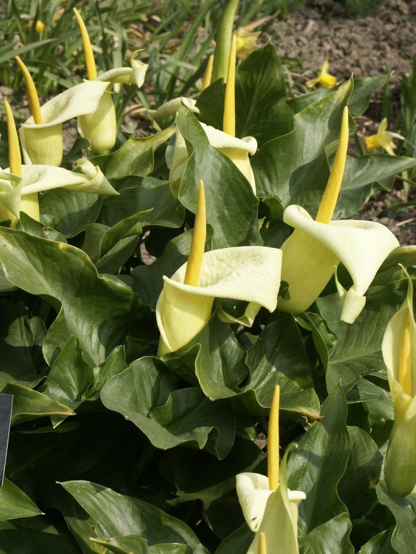 Аронник arum