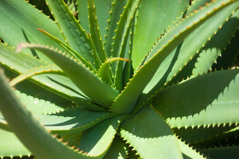 Алоэ Вера Aloe Vera