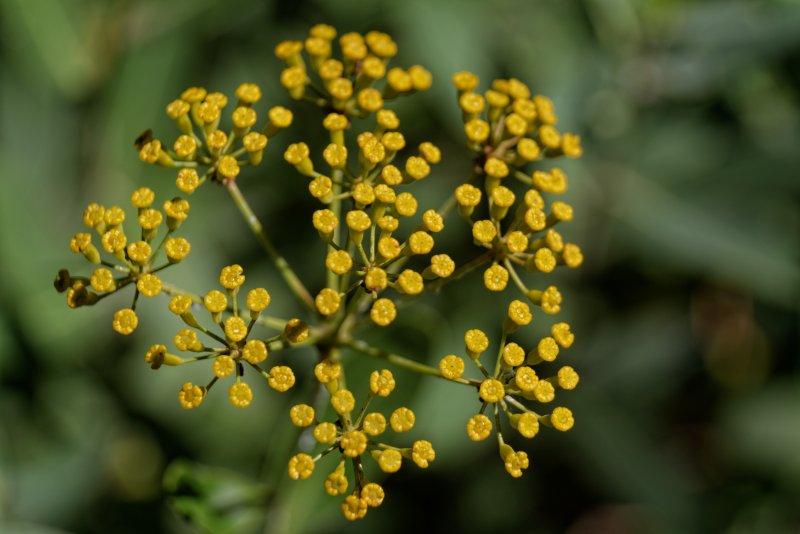 Володушка серповидная (Bupleurum falcatum)