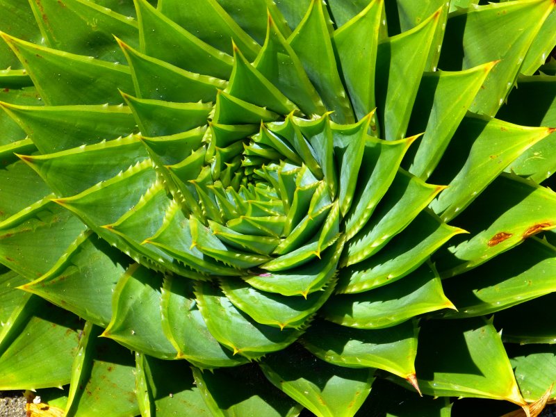Aloe isaloensis