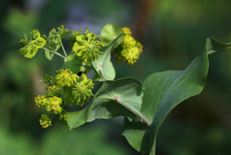 Bupleurum Aureum володушка золотистая