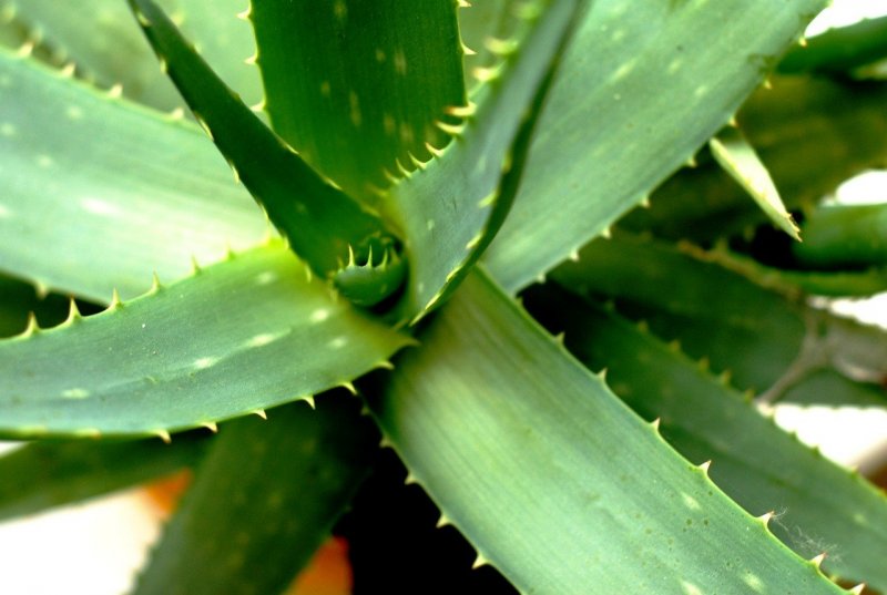 Алоэ (Aloe Vera)