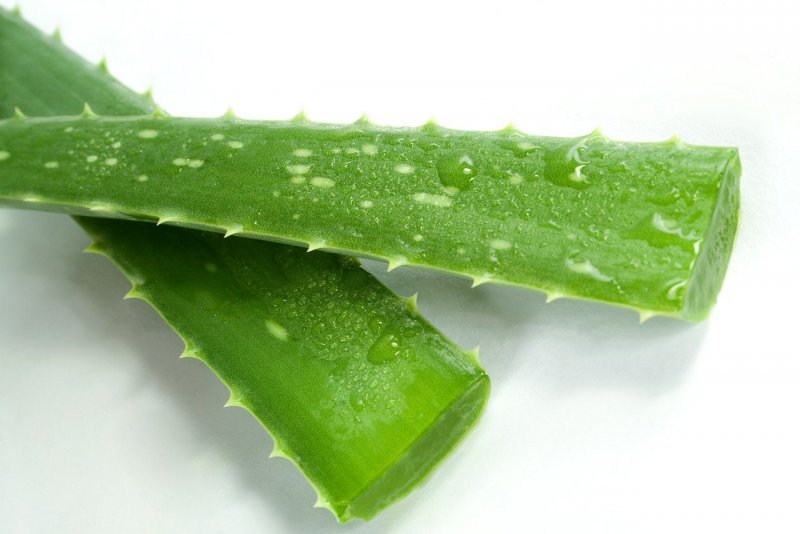 Алоэ Вера Aloe Vera