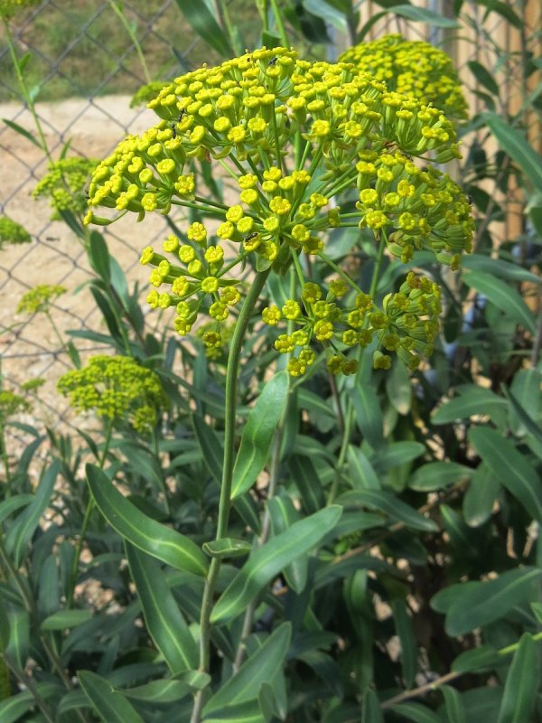 Володушка кустарниковая Bupleurum fruticosum