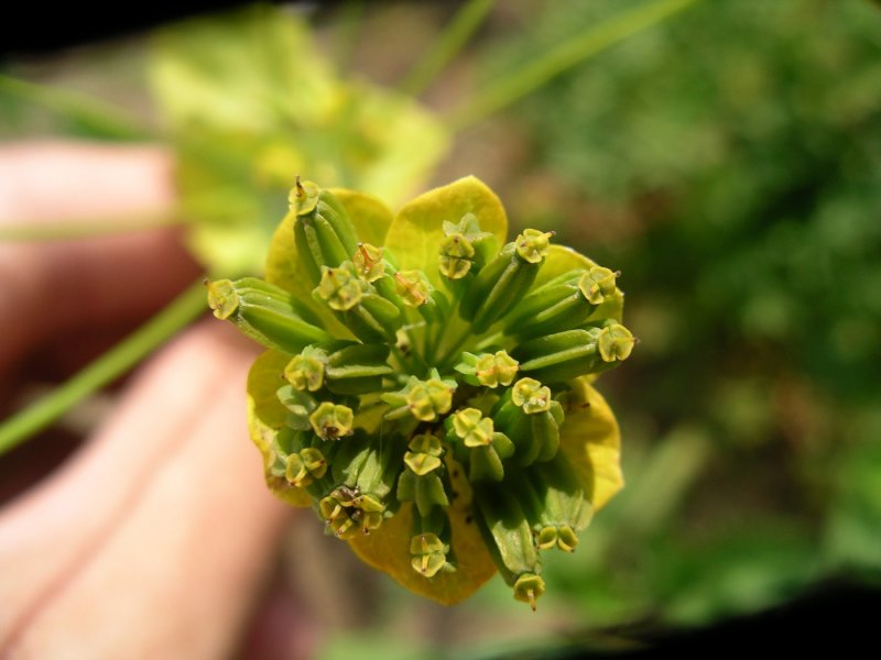 Володушка золотистая - Bupleurum Aureum Fisch.