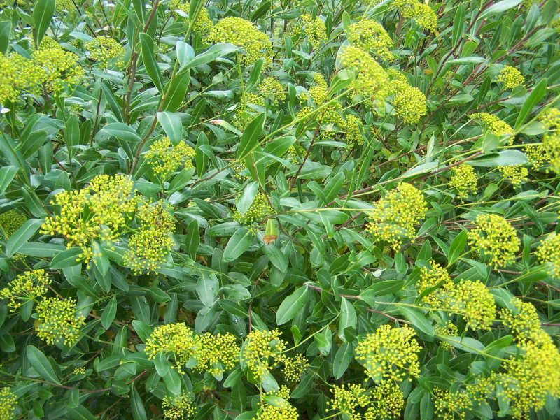Володушка кустарниковая Bupleurum fruticosum