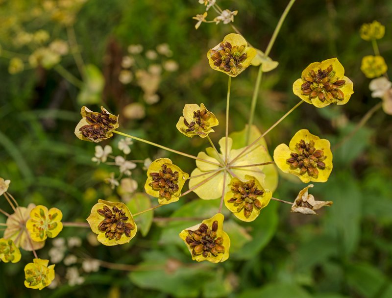 Bupleurum longifolium SSP. Aureum