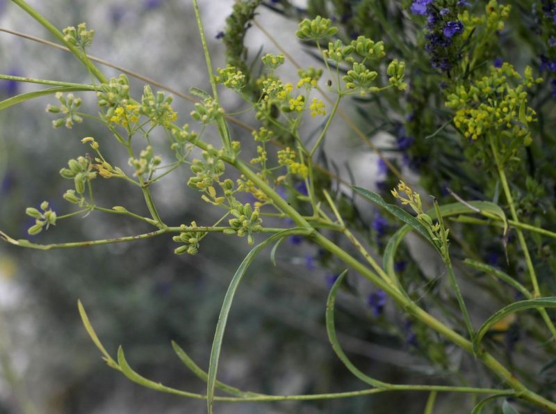 Bupleurum falcatum