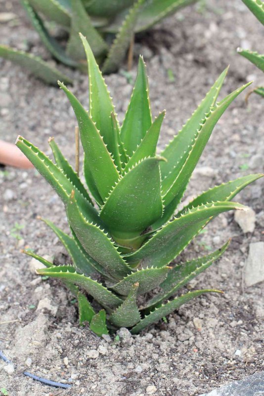 Aloe Socotrina)