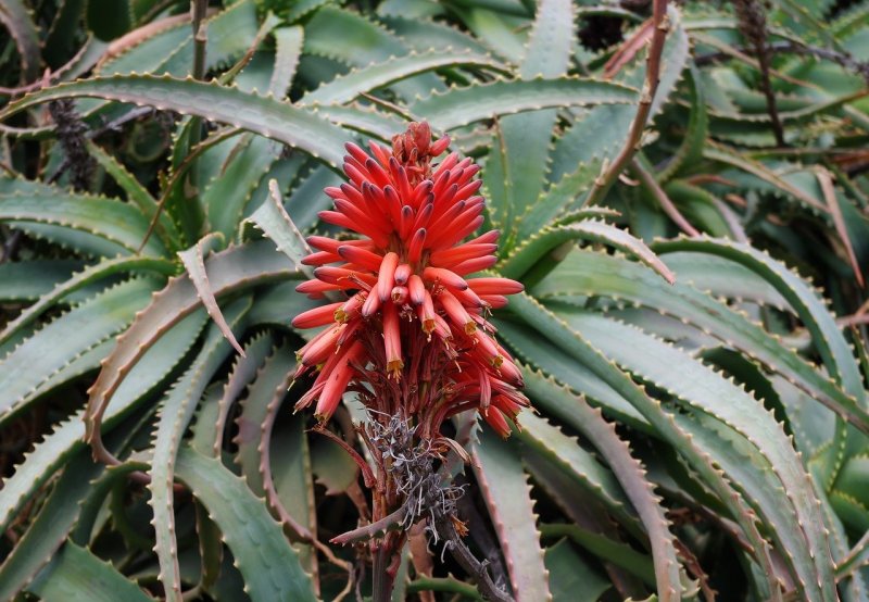 Алоэ arborescens