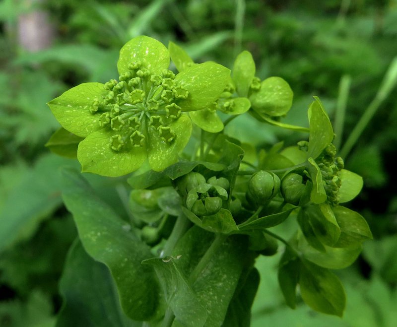 Bupleurum Aureum