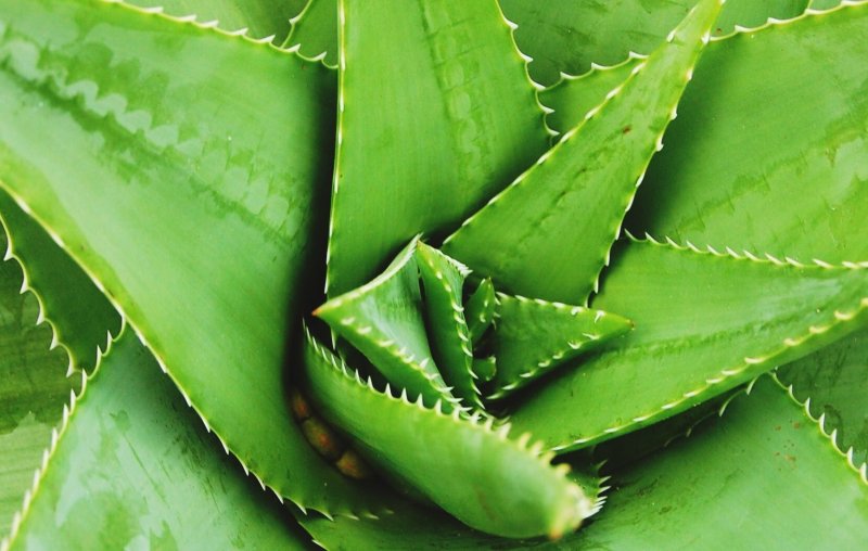 Aloe Vera растение