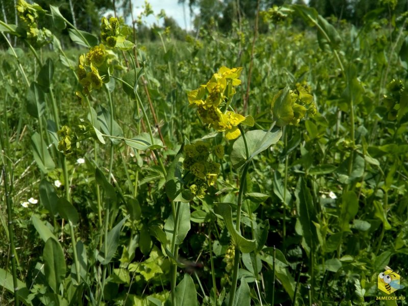 Bupleurum Aureum володушка золотистая