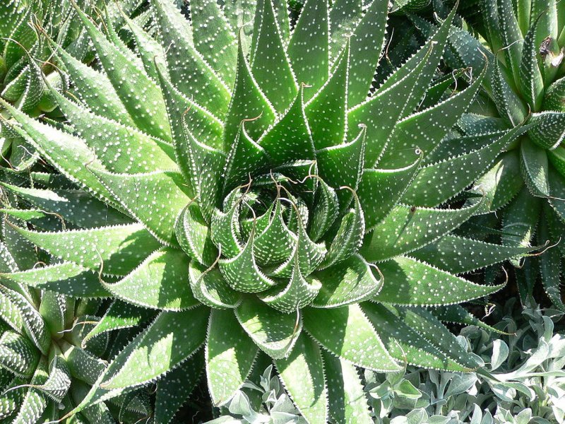 Aloe cameronii