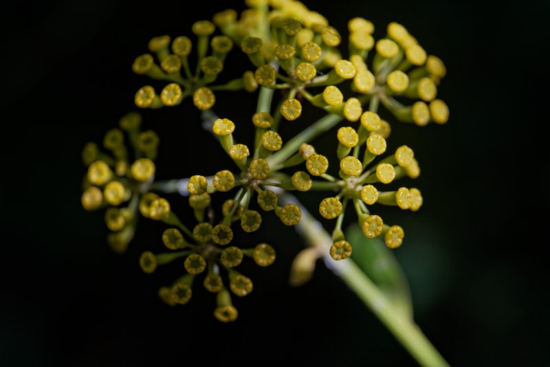 Bupleurum falcatum
