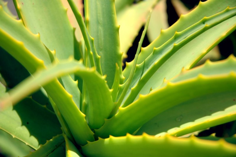 Aloe Socotrina)