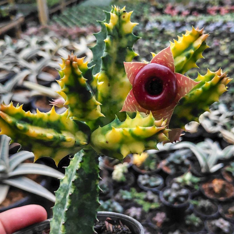 Huernia macrocarpa