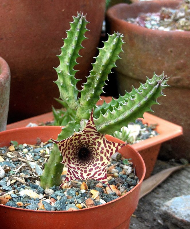 Huernia pendurata