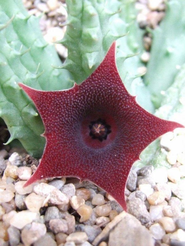 Гуэрния Кенийская (Huernia keniensis)