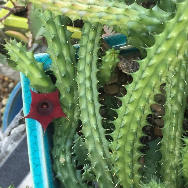 Huernia pendurata