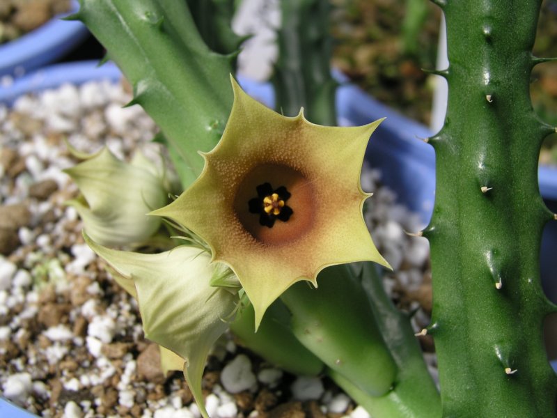 Huernia Zebrina