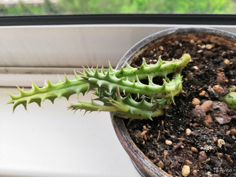 Гуэрния Huernia Zebrina