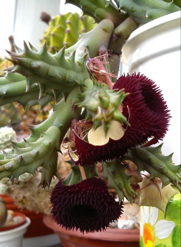 Гуэрния зебрина (Huernia Zebrina)