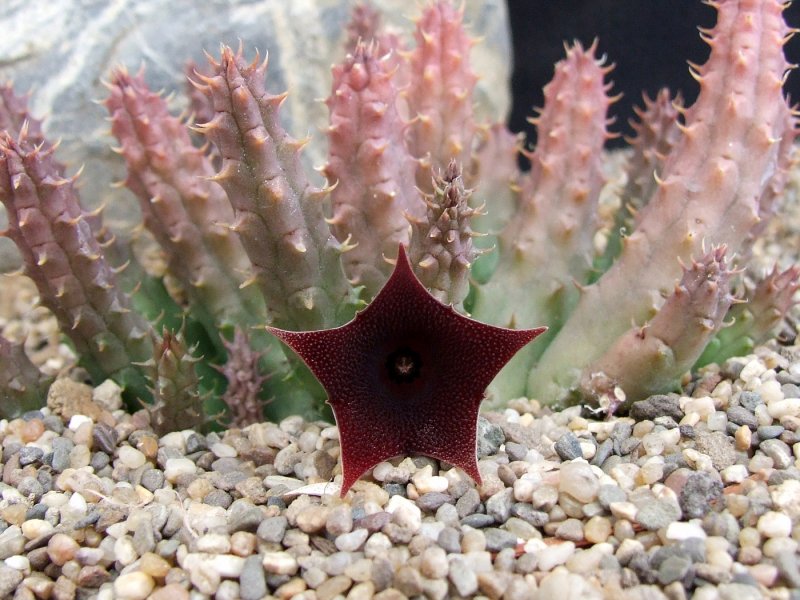 Гуэрния Кенийская (Huernia keniensis)