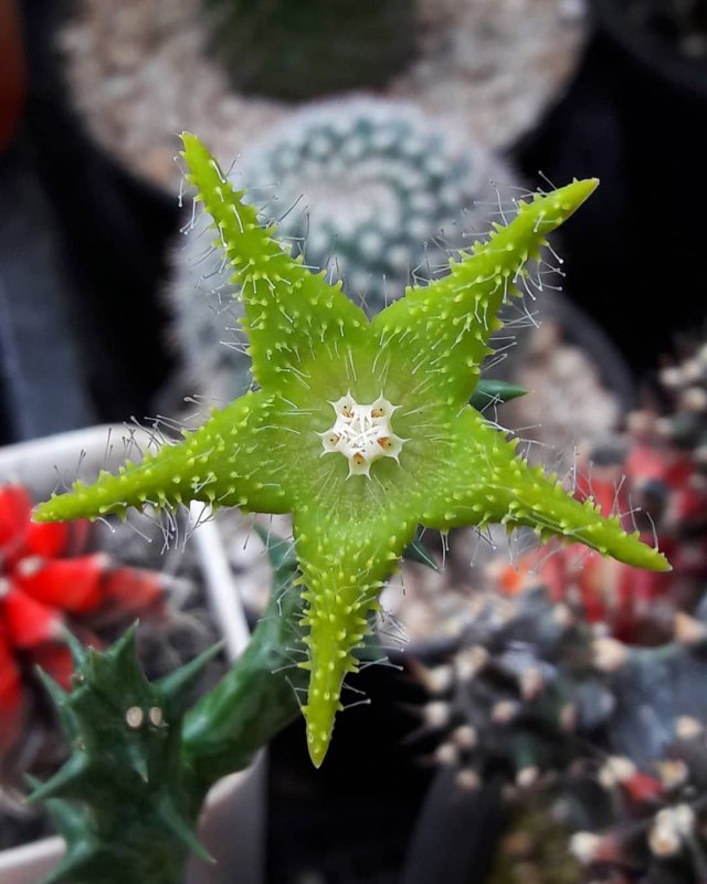 Гуэрния Кенийская (Huernia keniensis)