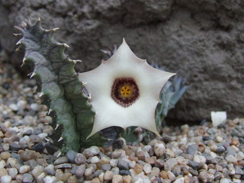 Суккулент Huernia keniensis
