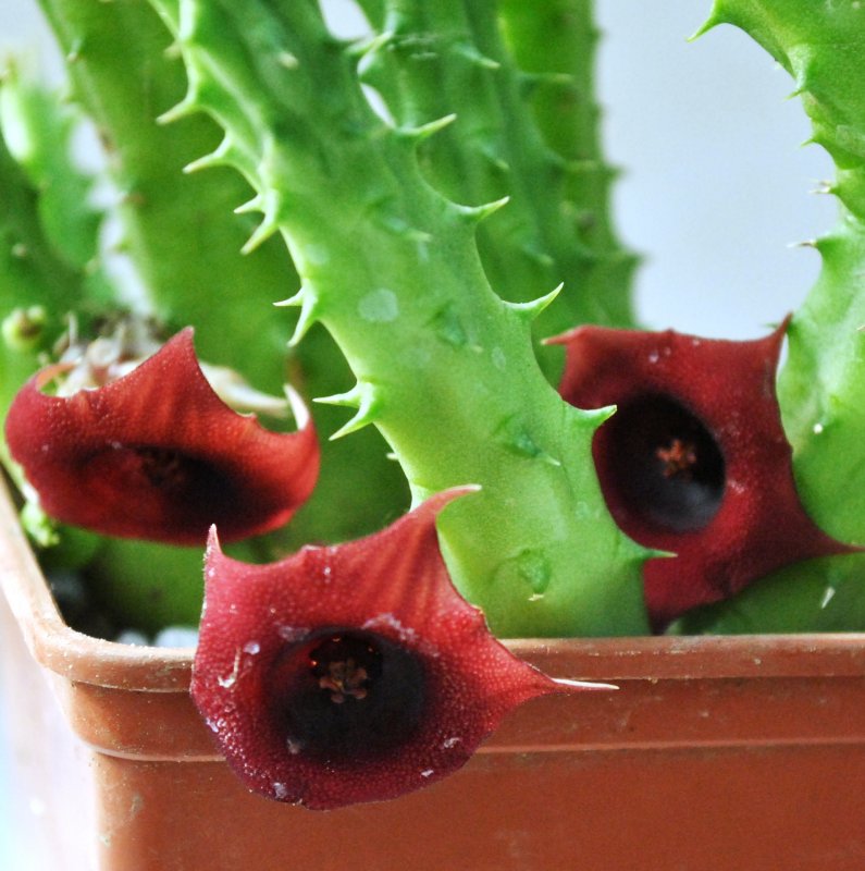Гуэрния Huernia Zebrina