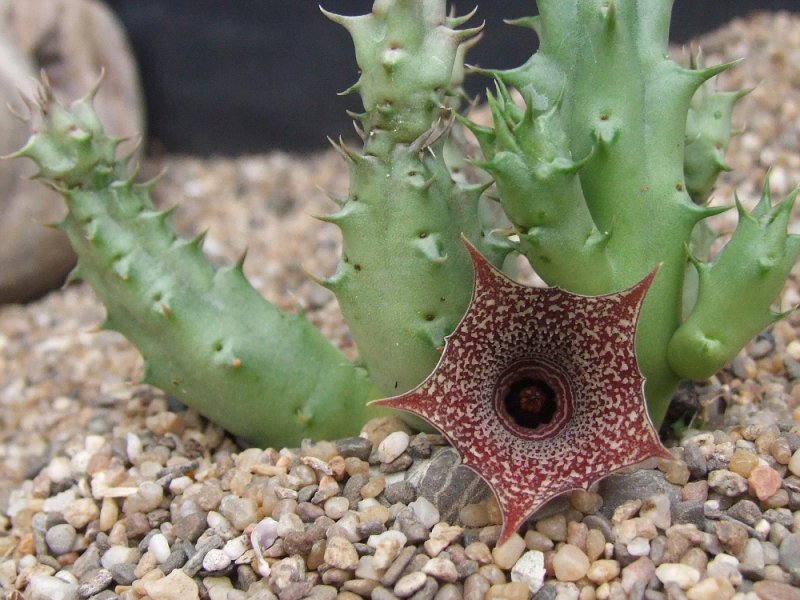 Гуэрния Huernia pendurata-