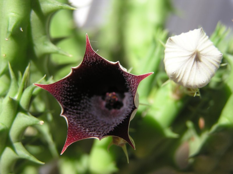 Гуэрния Кенийская (Huernia keniensis)