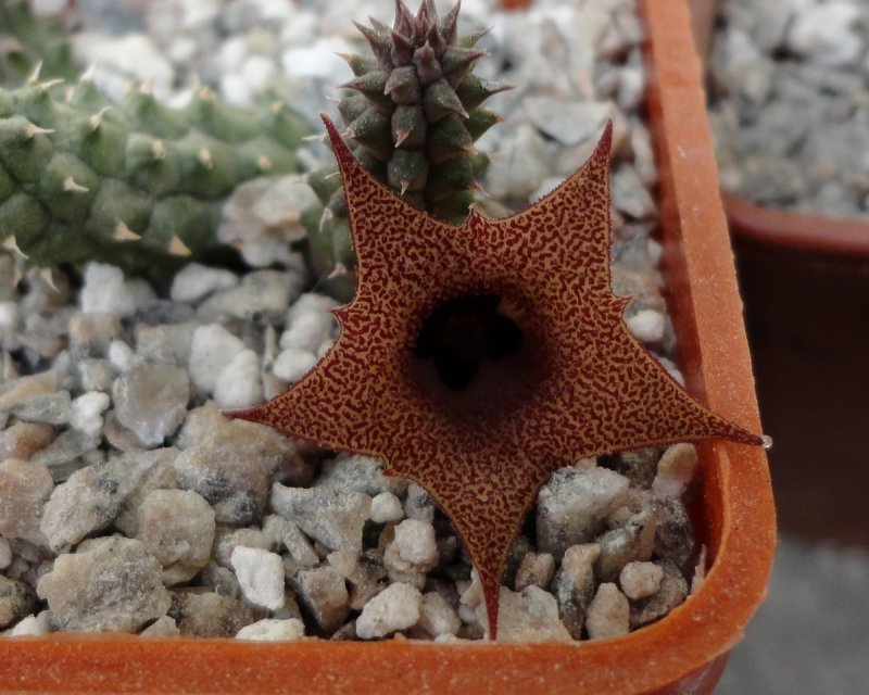 Huernia pendriformis