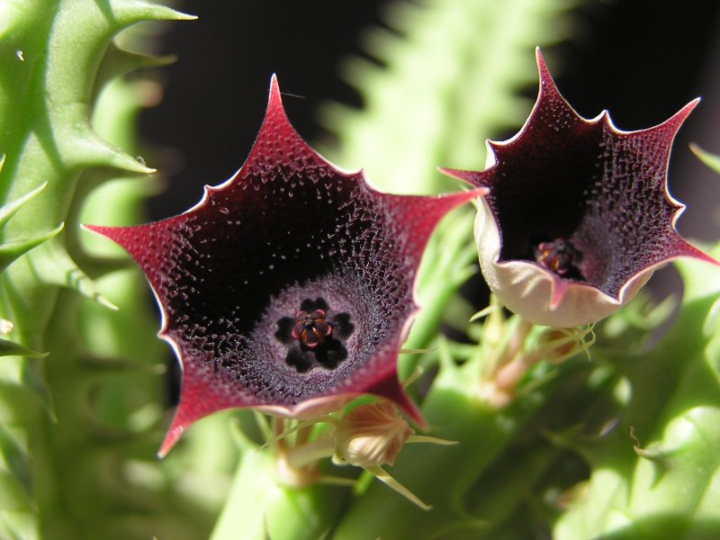Суккулент Huernia keniensis
