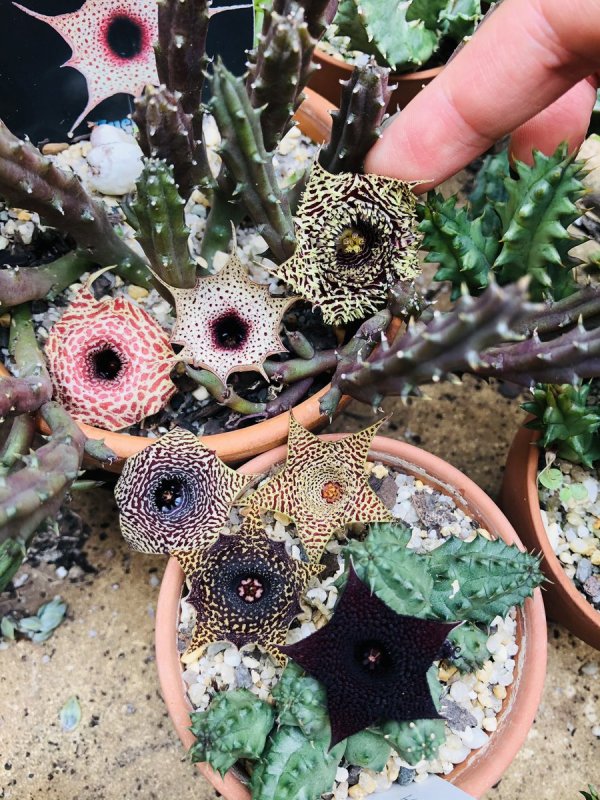 Huernia Saudi-Arabica sc7786
